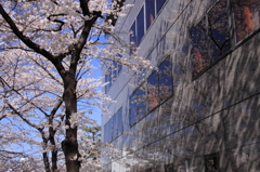 ビルに咲く桜