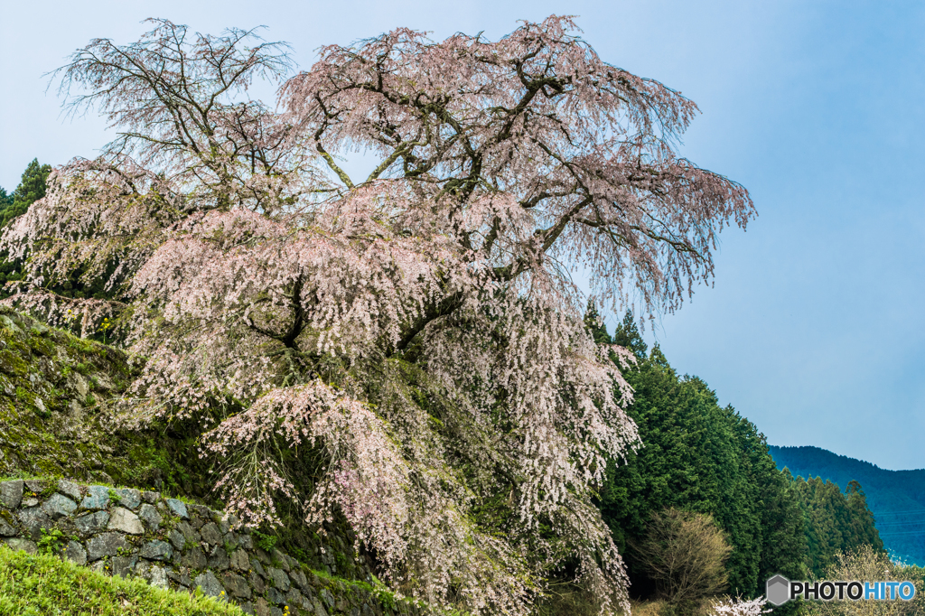 又兵衛桜