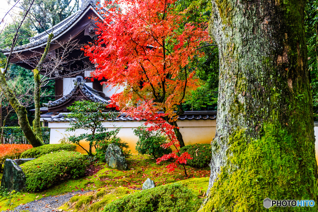 泉涌寺大門の紅葉