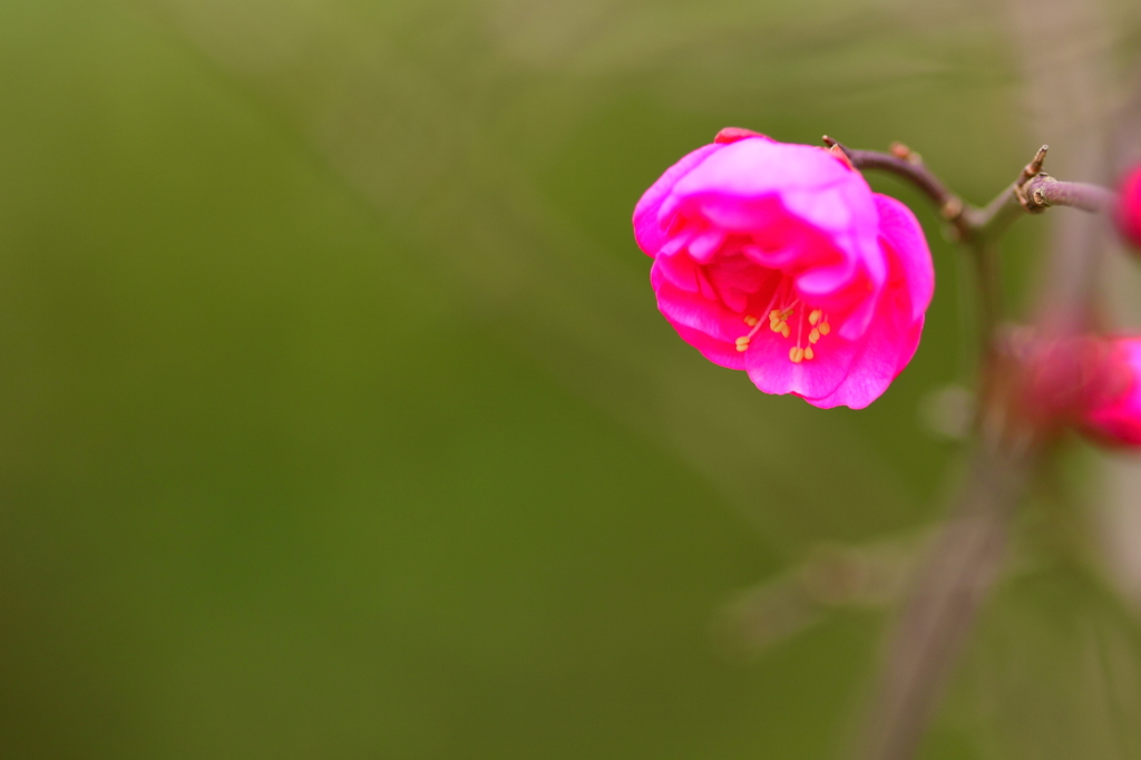 寒紅梅ぽつり