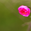 寒紅梅ぽつり