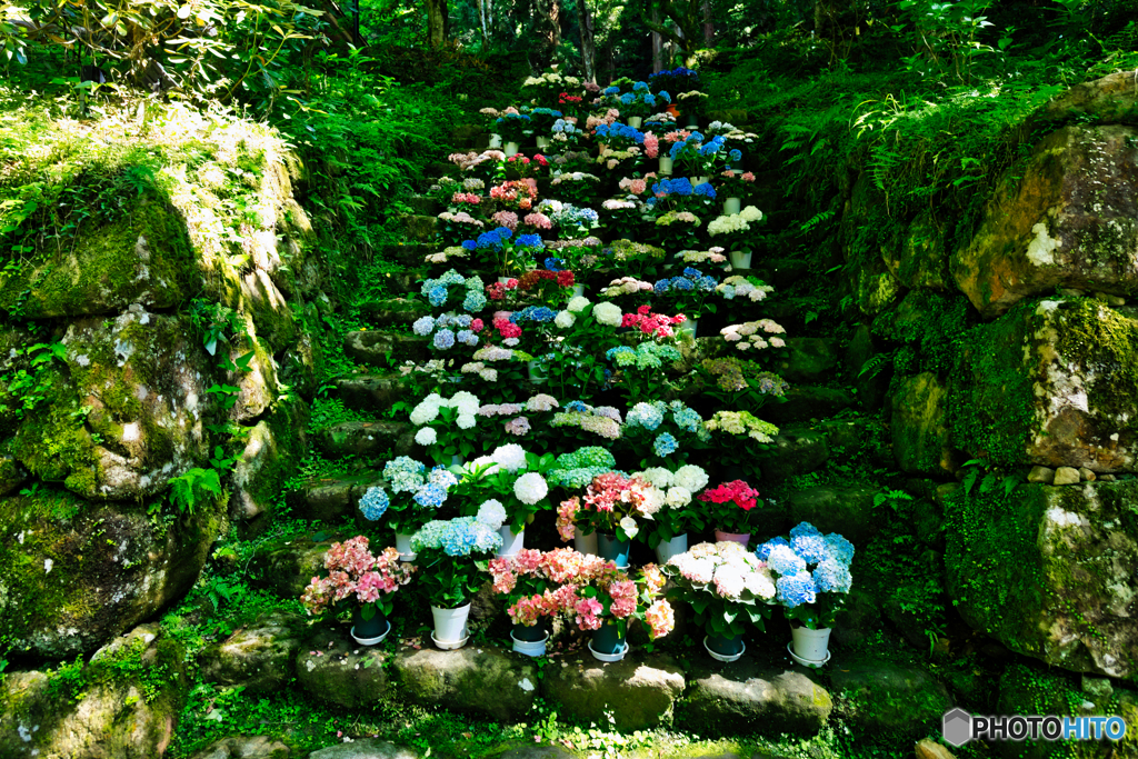 紫陽花ひな壇
