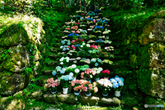 紫陽花ひな壇
