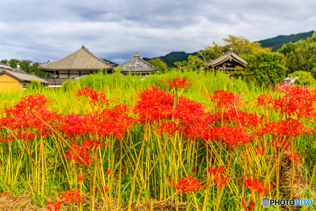 飛鳥寺の彼岸花