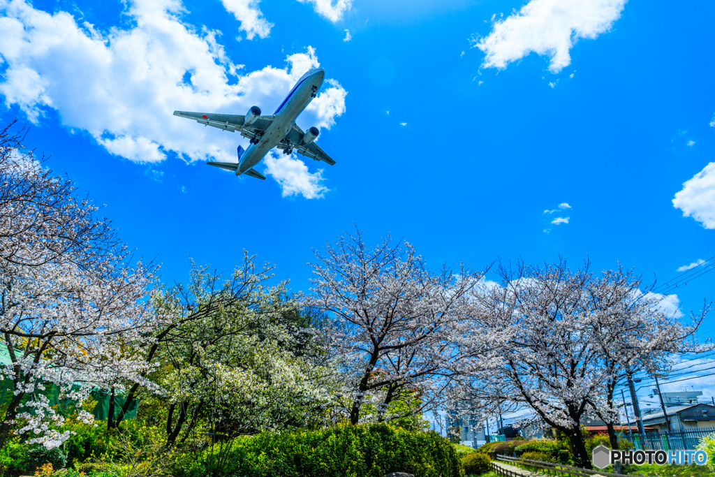 桜前線異常ナシ