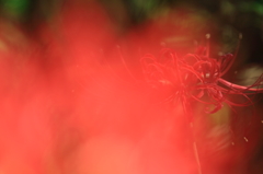曼珠沙華