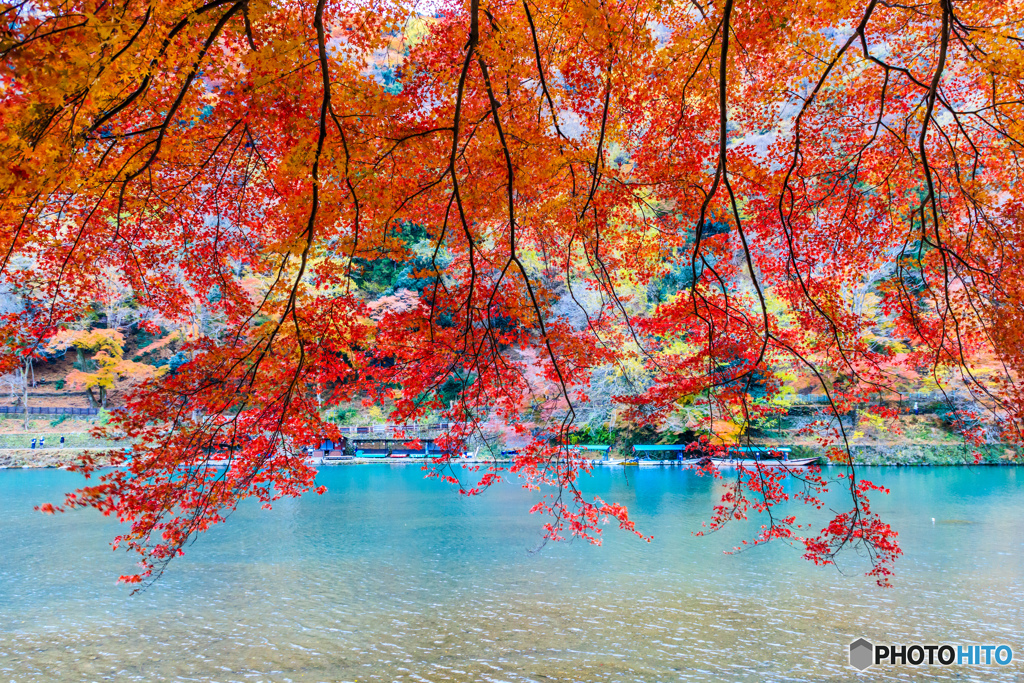 紅葉カーテン