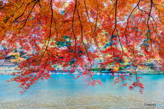 紅葉カーテン