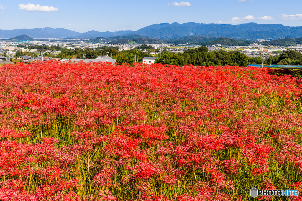 葛城古道の彼岸花