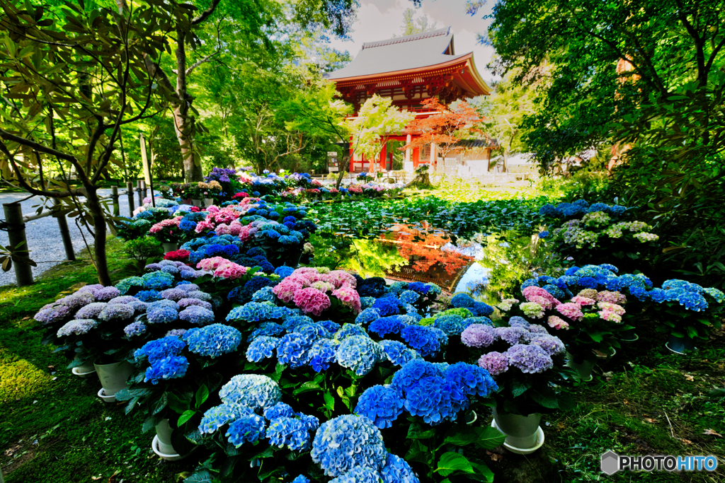 室生寺の紫陽花Ⅱ