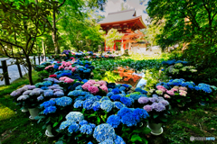 室生寺の紫陽花Ⅱ