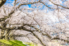 背割堤の桜景