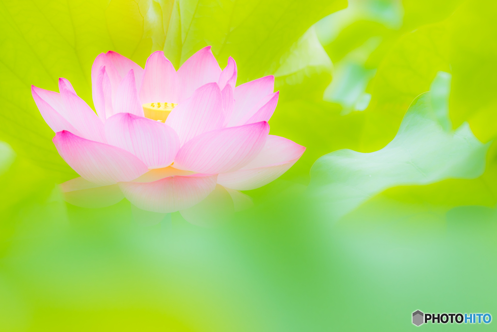 ２０１６年の蓮花（再現像）
