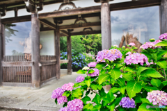 アジサイ寺