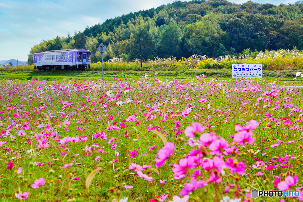 コスモスパーク