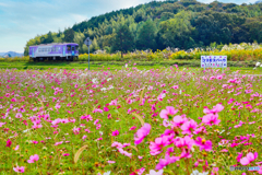 コスモスパーク