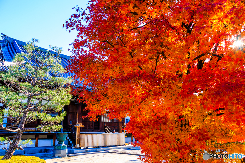 阿弥陀寺の旭光