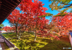 妙覚寺法姿園