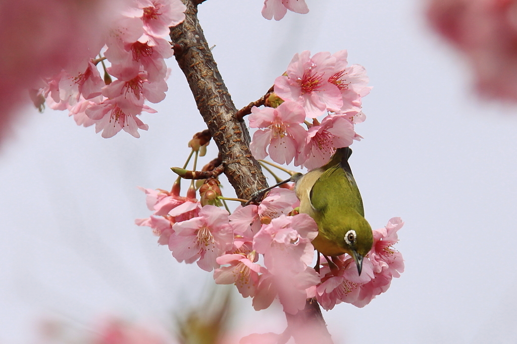 蜜を求めて