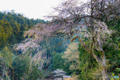 大乗寺の桜