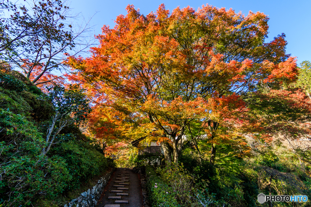 見惚れる善峯寺