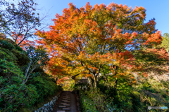 見惚れる善峯寺