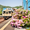 躑躅の咲く駅
