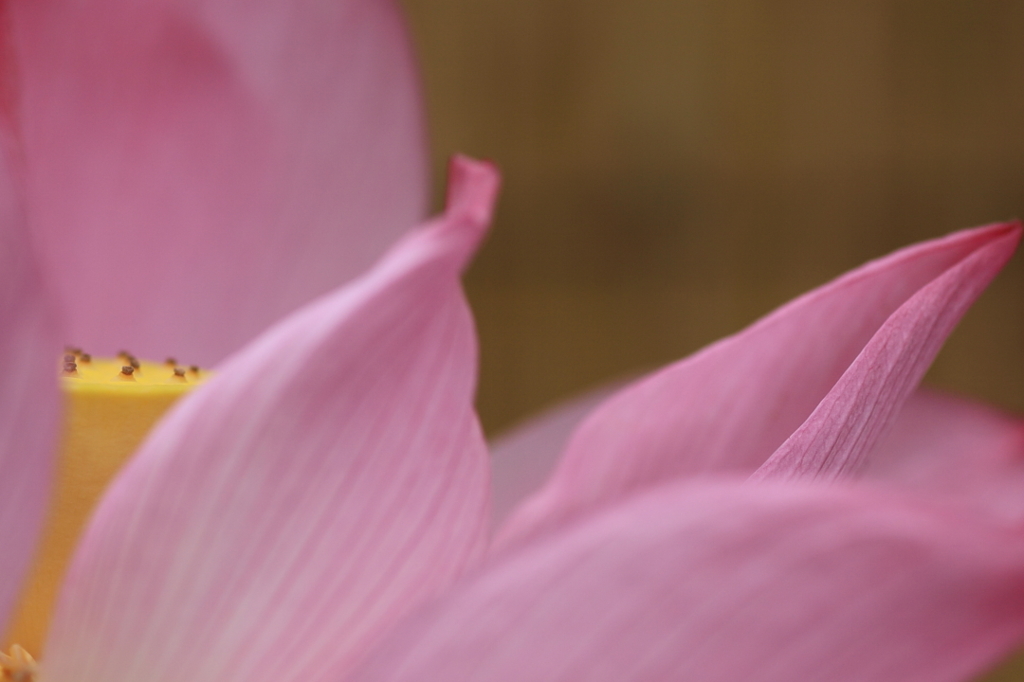 暑中お見舞い申し上げます