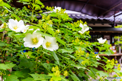 飛鳥寺と木槿