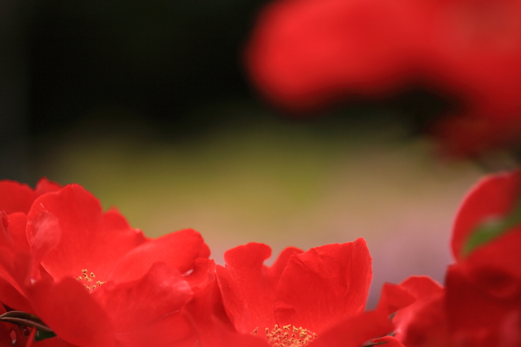 燃える花園