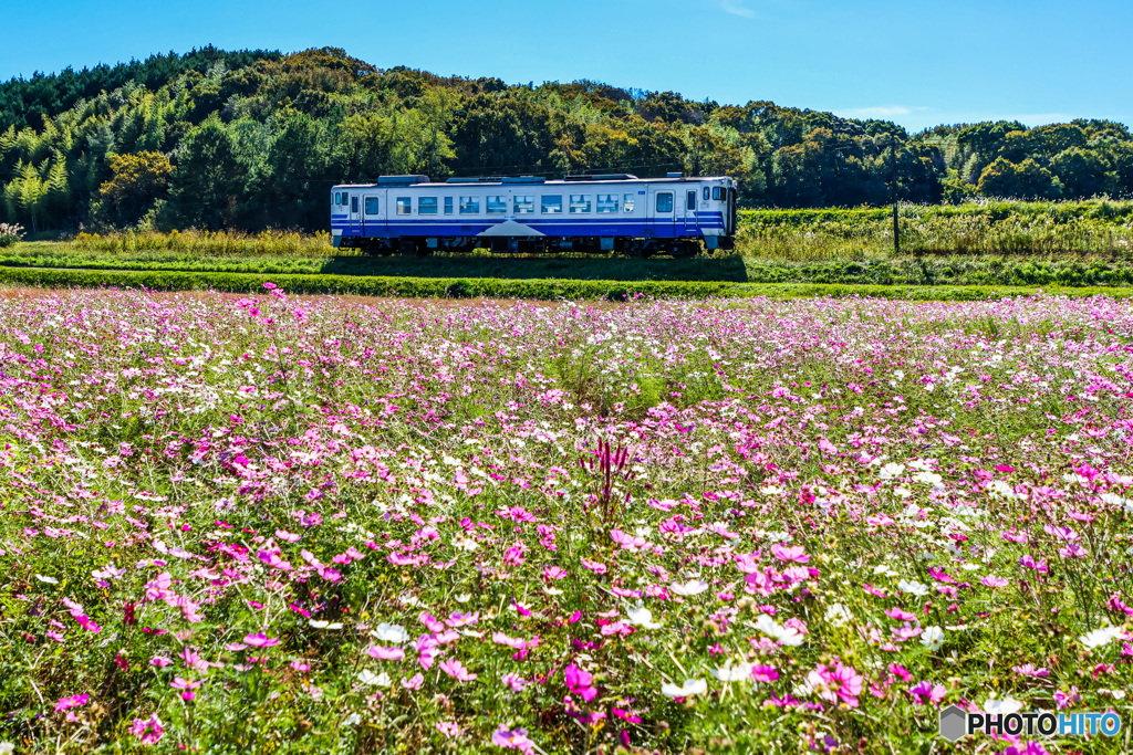 秋桜列車