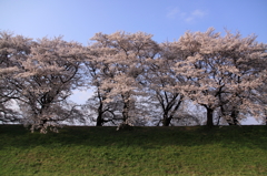 桜の木になろう