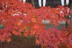 足元に彩り