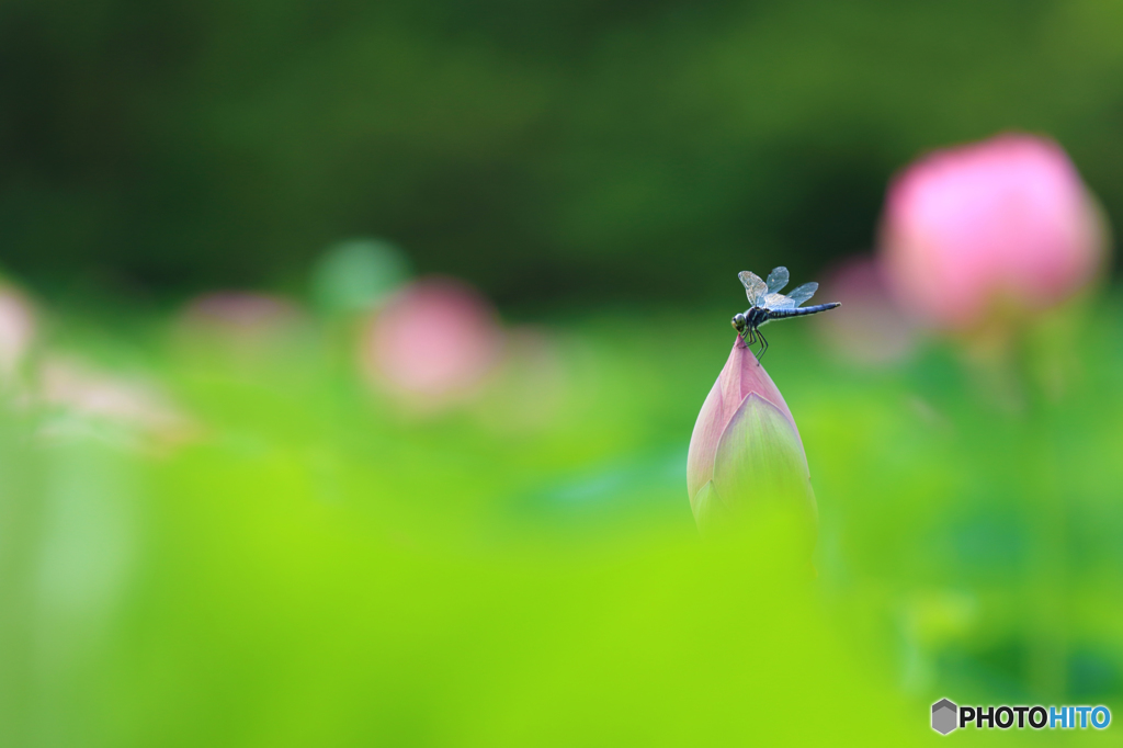 ひとやすみの朝