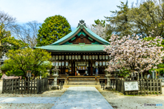 白峯神宮の桜