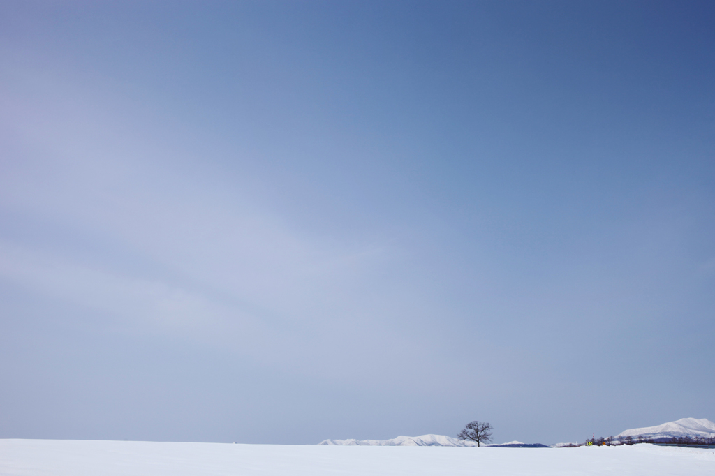存在感のある木