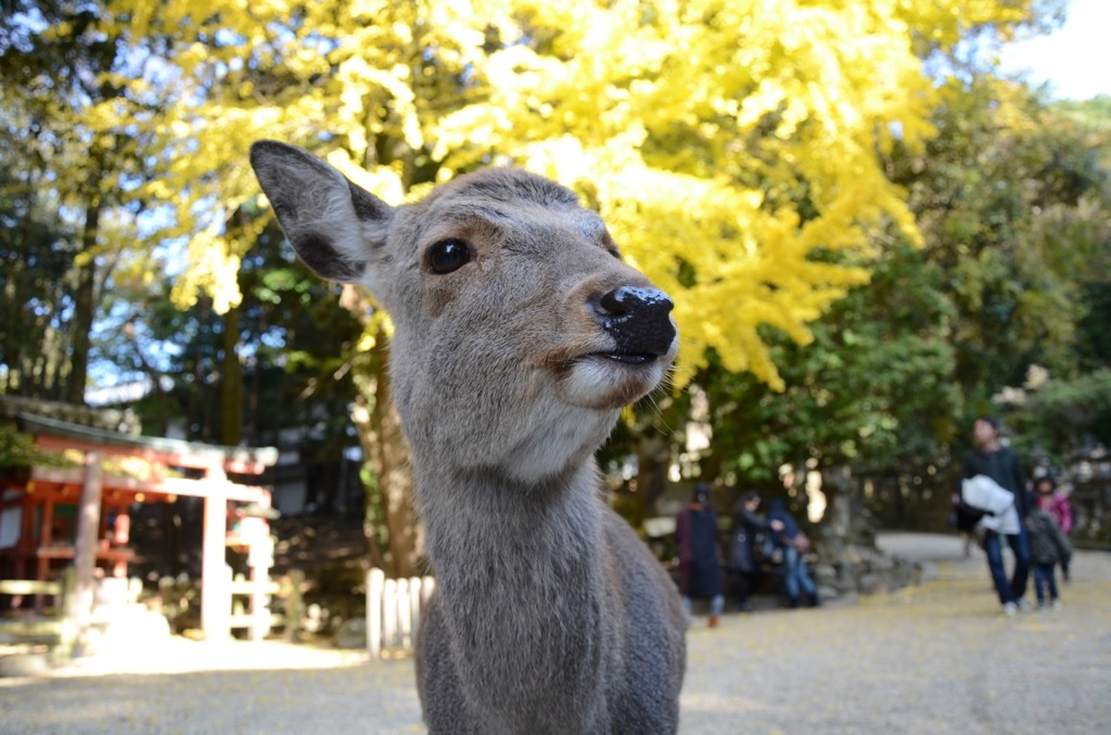 ならのしか