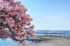 海と桜