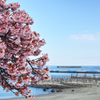 海と桜