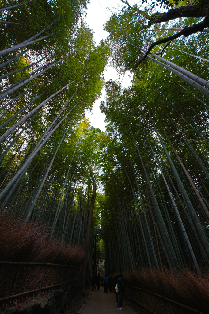 竹林