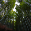 竹林