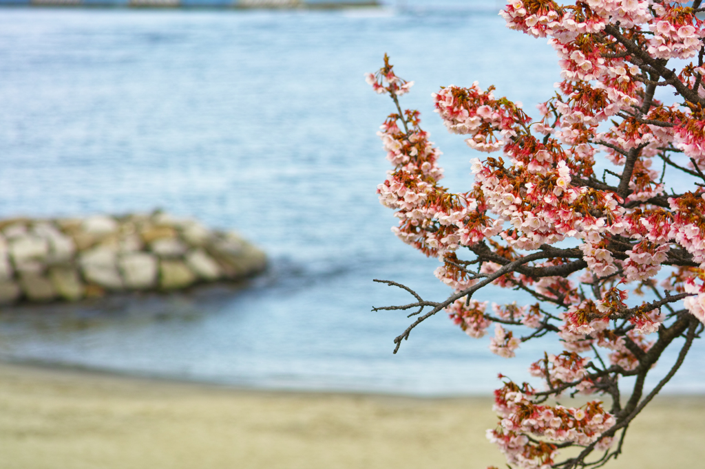 海と桜２