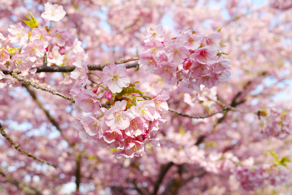 河津桜 1