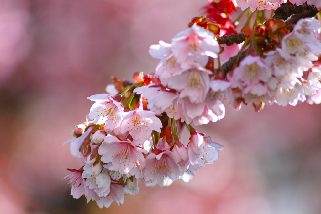 あたみ桜