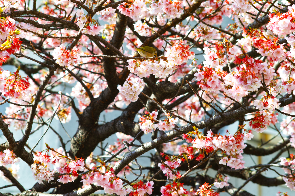 あたみ桜３