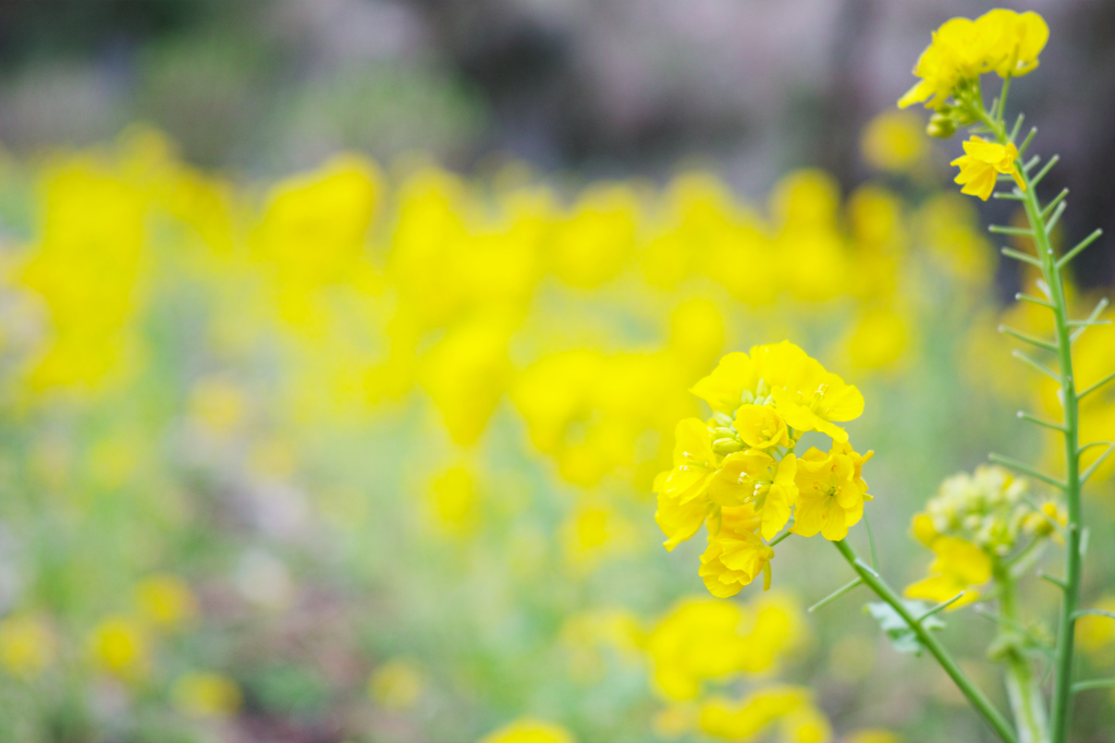 菜の花 2