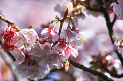 あたみ桜