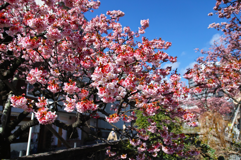 あたみ桜５