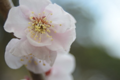 白梅・梅林寺参