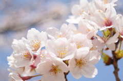 浦山公園　桜7